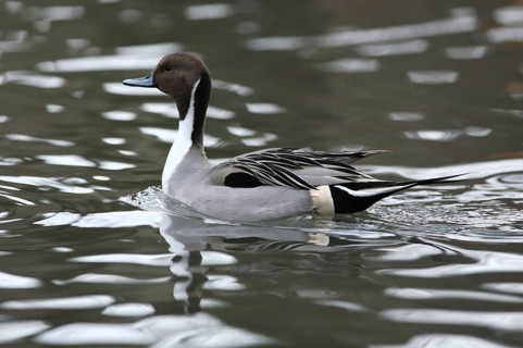 Pintail duck, Anas acuta, Pintail