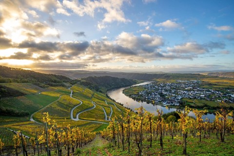Beautiful vineyards in autumn, yellow leaves, a fantastic sunrise in the middle of the vineyards.