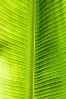 Green leaf texture showing all nerves, Chloroplast with chlorophyll giving color to leaf and used