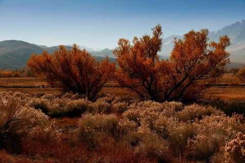 Mount Gabb USA America gold tree with ice