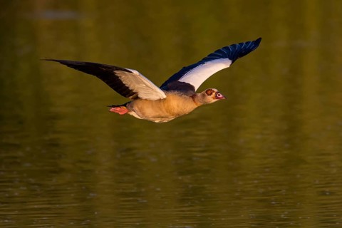Nile Goose, (Alopochen aegyptiacus), animals, birds, goose, geese, flight photo, half geese,