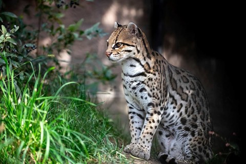 Ocelot (Leopardus pardalis), An ocelot sits among green foliage, its spotted coat highlighted by