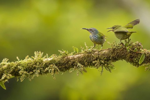 Shining honeycreeper tanager, costarica