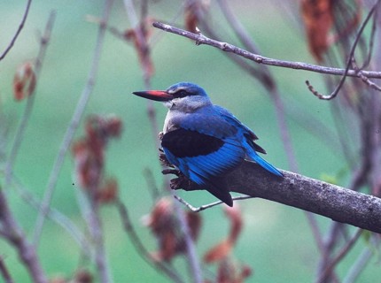 Senegal Kingfisher (Halcyon senegalensis)
