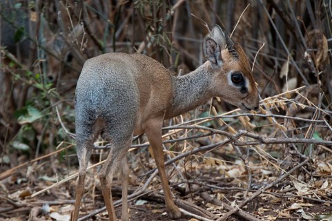 Kirk's dikdik (Madoqua kirkii)