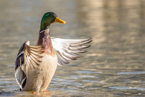Mallard (Anas platyrhynchos)