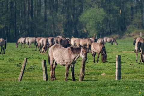 Herd of horses grazing on a green pasture in front of a wooded background, dülmen, westphalia,