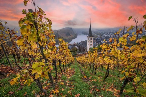 River in the mist meanders in a 180 degree loop through a valley between vineyards. A great