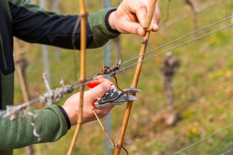 Pruning is one of the most important tasks of the entire wine year. It takes the longest and