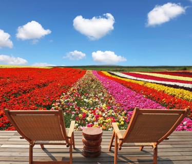 Flowers for export. Field of multi-colored decorative buttercups Ranunculus Bloomingdale.