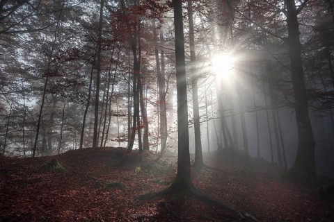 Fall image with a shadowed forest, in autumn colors, enlightened by a few sun rays that pierced the