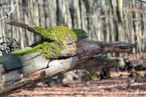 Tree face, looks like a dragon, Primeval forest Urwald Sababurg, Hofgeismar, Weser Uplands,