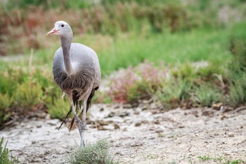 Blue crane starring at the camera in the Etosha National Park, Namibia