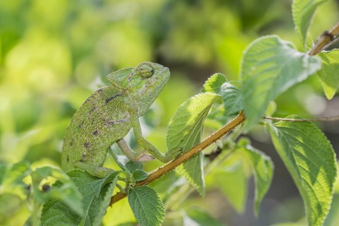 Mediterranean chameleon (Chamaeleo chamaeleon)