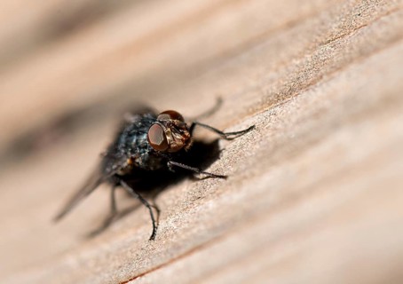 Blowfly (Calliphora)