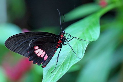 Common Parides iphidamas (Parides iphidamas)