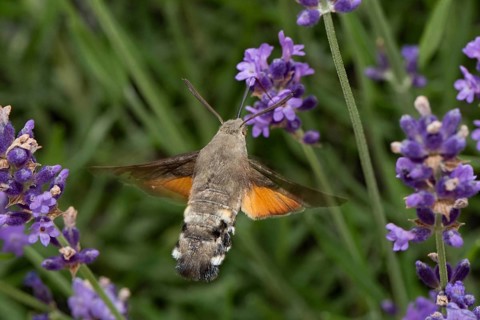 Pigeon tail (Macroglossum stellatarum)