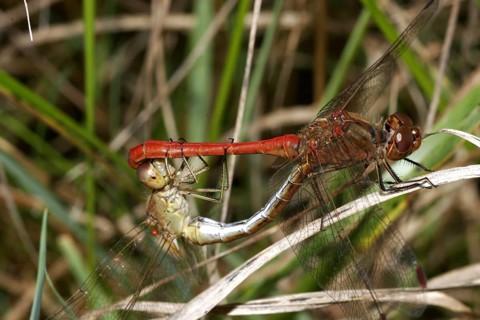 Vagrant darter (Sympetrum vulgatum)
