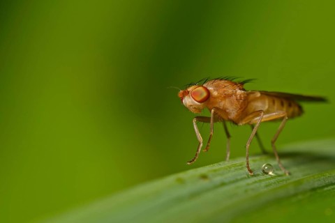 Fruit fly (fruit fly)