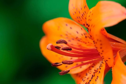 Lily (lilium)