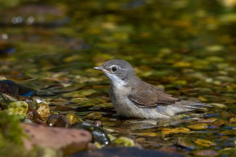 Rattling warbler - young bird bathing (Sylvia curruca)