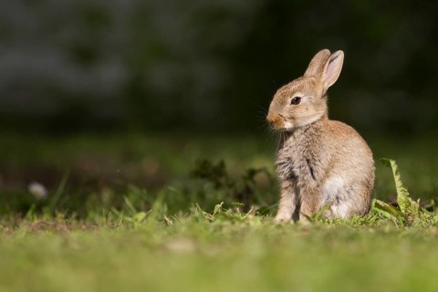 Young wild rabbit in the grass (Oryctolagus cuniculus)