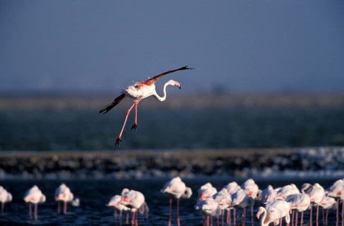 Pink flamingo (Phoenicopterus ruber)