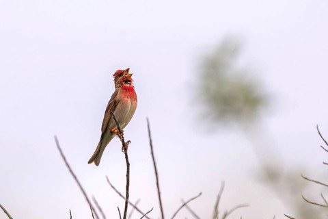 Carmine Finch - red male (Carpodacus erythrinus)