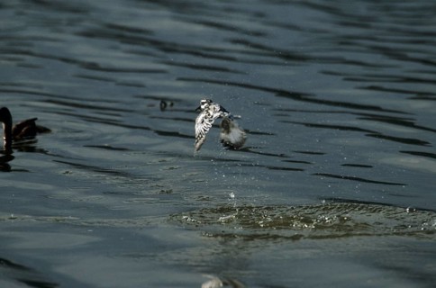 Grey Kingfisher (Ceryle rudis)
