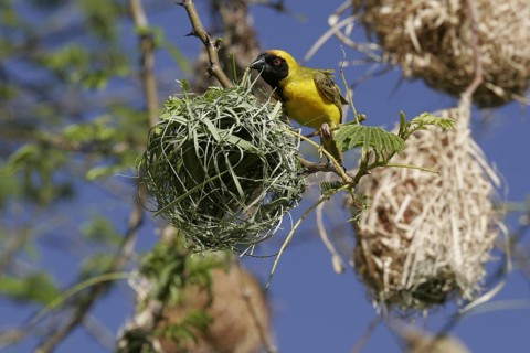 Masked weaver (Ploceus velatus)
