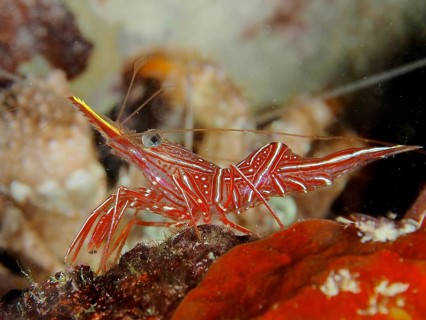 Camel shrimp (Rhynchocinetes durbanensis)