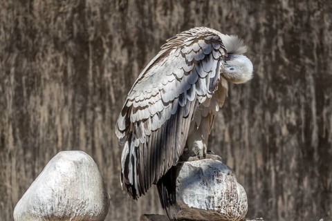 A light colored Southern Africa's endemic vulture