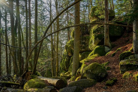 Rocks and mossy surfaces illuminated by trees and plants, Höllbachtal, Upper Palatinate