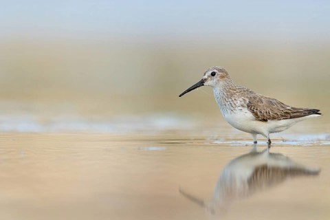 Animal, Animals, Bird, Birds, dunlin (Calidris alpina), Snipe bird, East Khawr / Khawr Ad Dahariz,