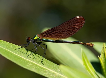 Dragonfly, Dragonfly, Dragonfly, Greece, Lesbos Island, (Crocothemis erythraea), Lesbos, Lesbos