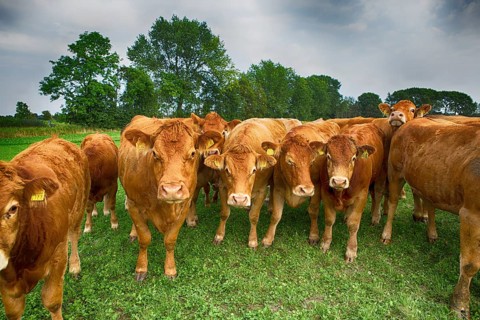 Several cows in a paddock in Schleswig Holstein, Germany