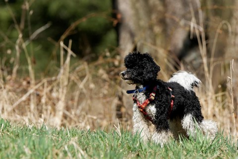 Harlequin poodle playing