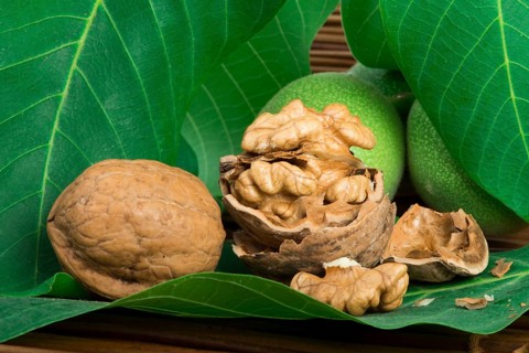 Green and ripe walnuts. Studio shot