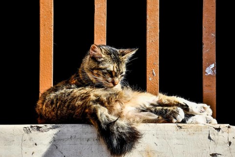 Cat sitting on fence