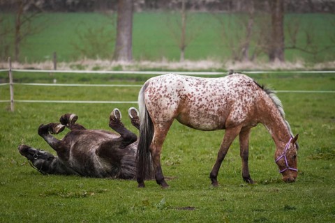 Two horses in the pasture, the white-brown with spots is eating, the grey-black is rolling on its