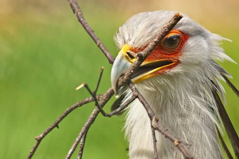Secretary bird (Sagittarius serpentarius)