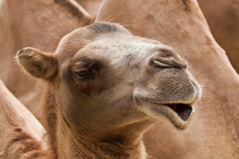 Bactrian camel (Camelus ferus)