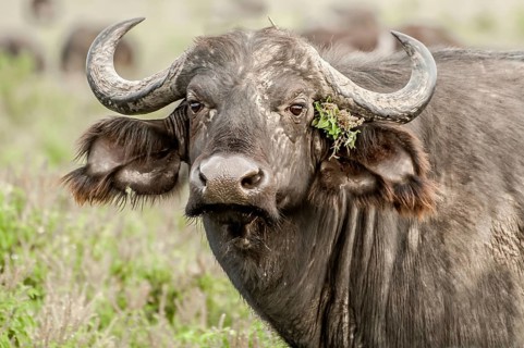An up close portrait of a Cape Buffalo staring directly at the viewer with some green flowery
