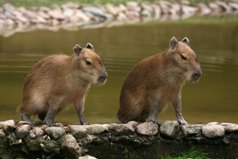 Capybara (Hydrochoerus hydrochaeris)