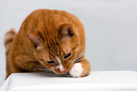 An orange cat curious to see what is underneath his paw, isolated on white, New York, USA
