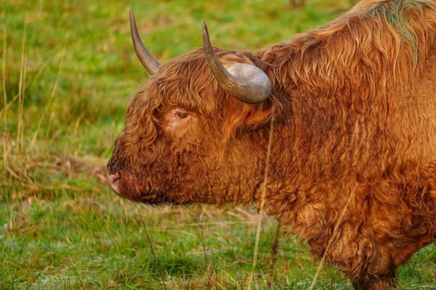 Profile view of a brown Highland cow in a meadow looking into the distance, Velen, münsterland,