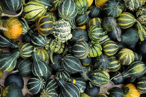 Variety of green and black striped ornamental pumpkins of different sizes. Autumn atmosphere,
