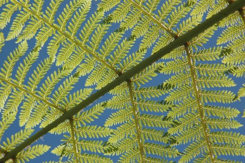 Backlighting on fern leaves, a New Zealand icon