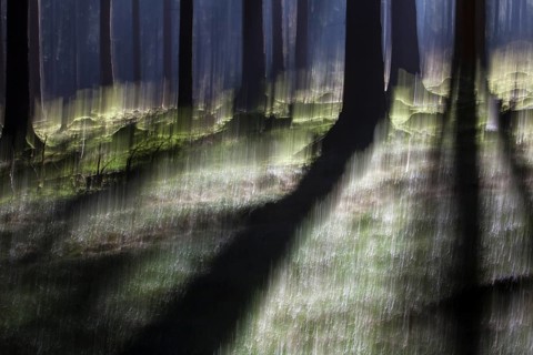 Atmospheric forest, abstract structures, wiping effect, bulb exposure