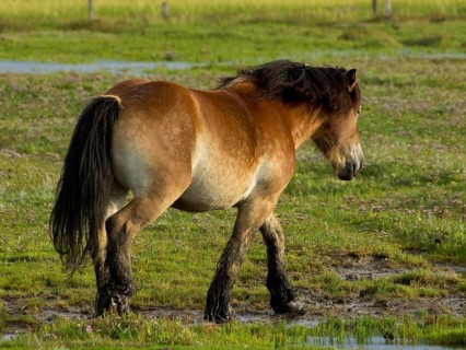 Brown horse on a green, natural pasture, Juist, East Frisia, Germany